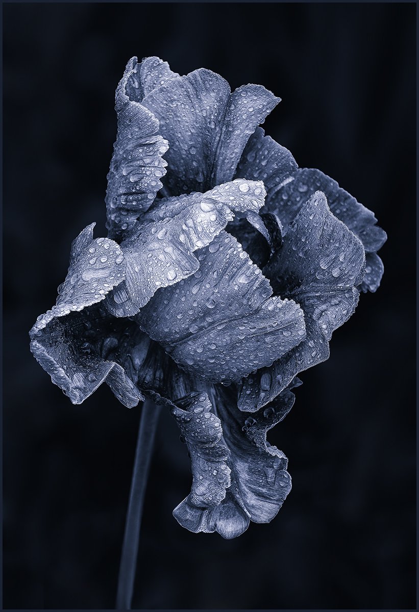 Blue Tulip, Ann Laverock -  3rd